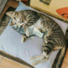 Electric Fish Cat Toy Realistic Interactive Kicker - Image 4